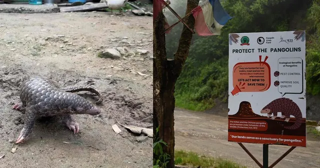 Pangolins: Why These Elusive Mammals Hold the Key to Manipur's Ecological Balance
