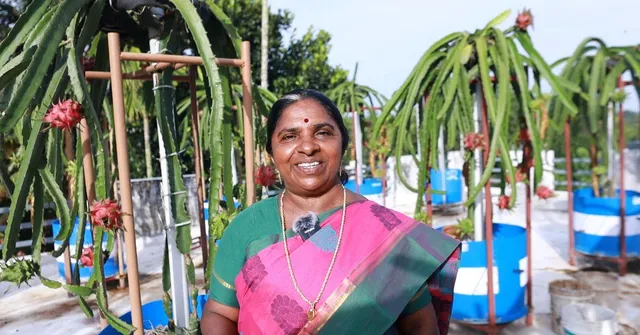 Kerala Teacher Turns To Soilless Dragon Fruit Farming Post Retirement, Earns Rs 1 Lakh/Month