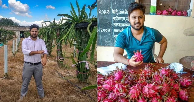 ‘Invest Once, Reap Profits for 35 Yrs’: How a Techie’s Dragon Fruit Biz Earns Rs 20 Lakh/Yr