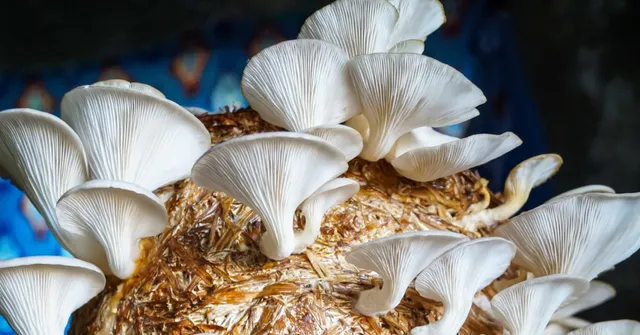 Mushroom Farming in 2024: Self-Made Farmers Reveal How They’re Earning Lakhs