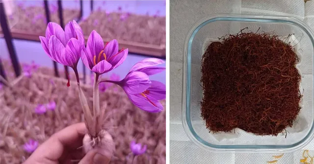 How a Himachal Farmer Earns Lakhs Growing Saffron With Aeroponics: A Step-By-Step Guide