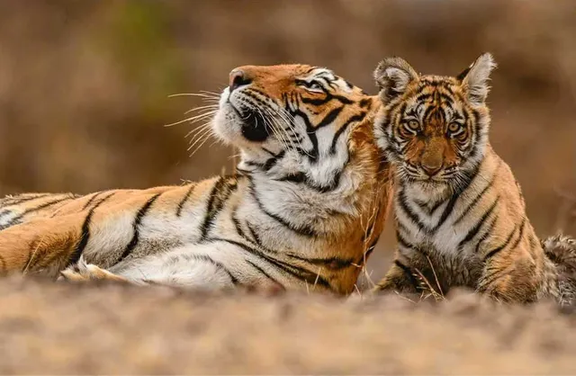 How India Became Home to 75% of the World’s Tigers by Doubling Their Numbers in 10 Years