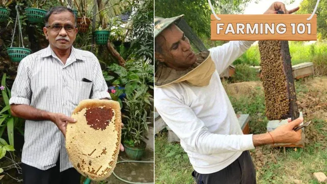 Want to Start Beekeeping? Profitable Farmers Share Step-By-Step Guide for Beginners