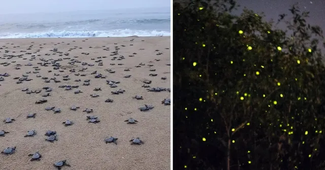 10 Fun Ways to Help Your Kids Fall in Love with Nature This Summer