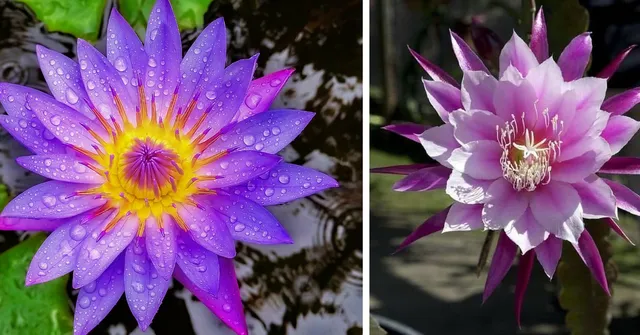 India’s 6 Rarest Summer Flowers: One Only Appears Every 12 Years!