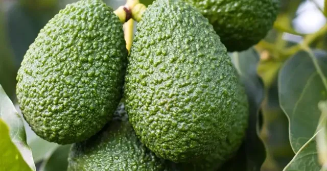 How One Maharashtra Farmer Earns Rs 10 Lakh Per Acre with Avocados