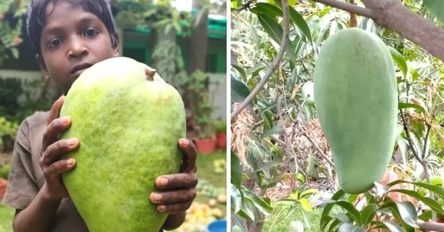How to Grow Giant Noorjahan Mangoes: Expert Tips from a Farmer in Katthiwada, MP