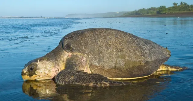 Are Olive Ridley Turtles Crucial for Ocean Health?