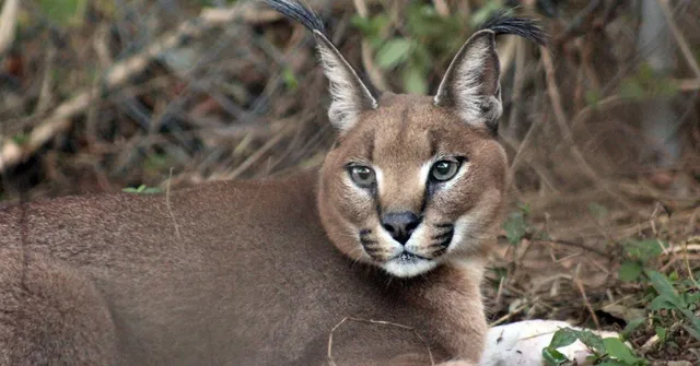 'Lost' for 20 Years, This Elusive Wild Cat Has Finally Reappeared in India’s Wildlife!