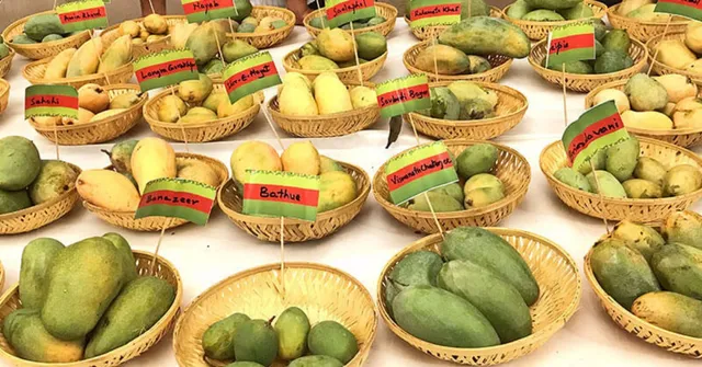 What’s New in Mango Land? Discover 5 Rare Varieties This Season!