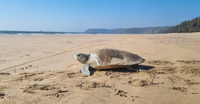 Meet the First Turtle To Swim 3500 Km Across 2 Coasts: What It Tells Us About Olive Ridley Nesting