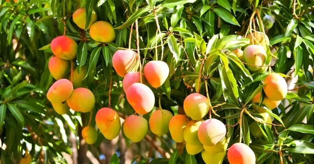 Disappearing Mango Varieties of India: 5 Rare Mangoes You May Never Taste Again