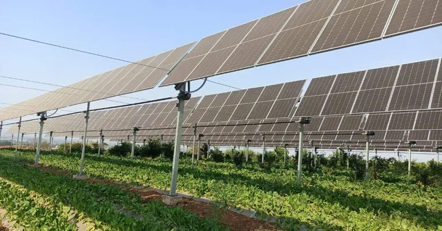 What are Farmers Growing Under Solar Panels in Their Farms? Understanding Agrivoltaics