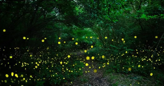 This Firefly Festival in Maharashtra Is the Summer Adventure Your Kids Will Talk About for Years