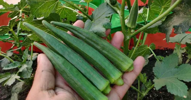How to Grow Ladyfinger (Okra) at Home During the Monsoon – A Step-by-Step Guide