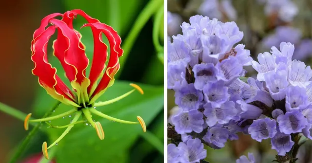 These 5 Rare Indian Wildflowers Bloom Only With the Rains — One Appears Just Once Every 12 Years