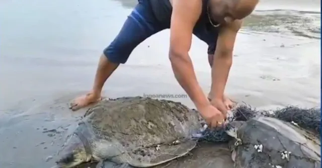 How a Quiet Morning Walk Turned a Man from Goa Into a Hero for Olive Ridley Turtles