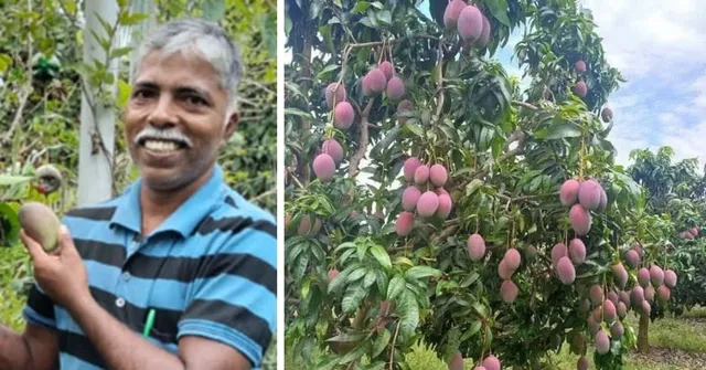 Want to Grow a Rs 3 Lakh Mango at Home? Here's How This Udupi Farmer Did It