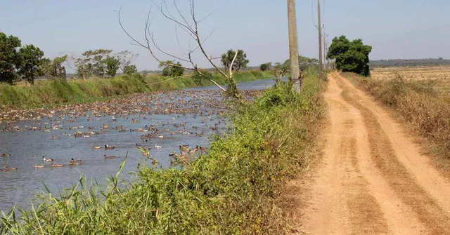 Why Farmers Are Replacing Pesticides With Ducks This Kharif Farming Season