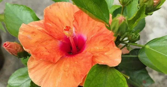 How to Grow Hibiscus on Your Balcony Like A Pro With These 10 Tips