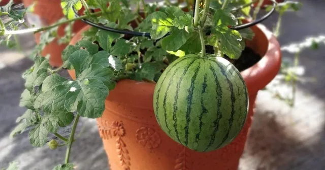 How to Grow Watermelons at Home (Even in Small Spaces!)