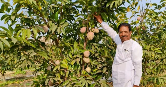Solapur Farmer’s Golden Sitaphal Brings Rs 12 Lakh/Hectare, Benefits 140 Villages in Maharashtra Alone