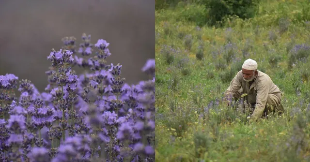 Kashmir’s Farmers Are Swapping Apples for Lavender & Finding Profits in Purple Fields