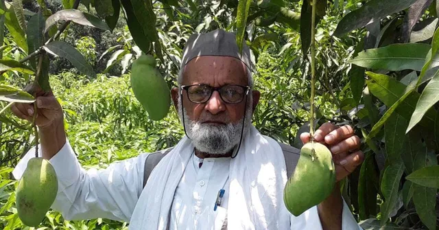 How This 84-YO UP Man Grows 350 Mango Varieties on a Single Tree Without Any Formal Training