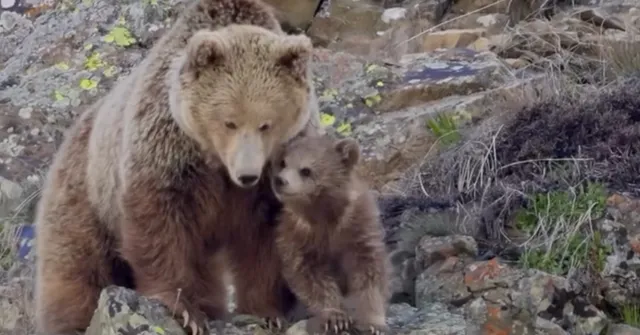 Rare Sighting in Kargil: Adorable Himalayan Brown Bear Cub Follows Its Mother Through the Wild