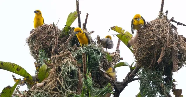 First-Ever Bird Census in Kaziranga Records 43 Rare Grassland Birds