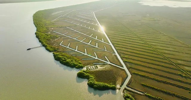 How Science, Tradition, & 10000 Villagers Revived Tamil Nadu’s Largest Mangrove Forest
