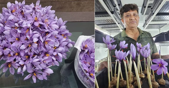 Inspired by Kashmir, This Man Grew Saffron at Home in Indore — His First Harvest Earned Him Rs 8 Lakh