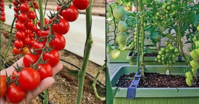 Turn Your Balcony Into A Waterfall of Tomatoes: A Simple Gardening Guide