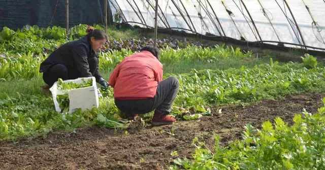 Turning Late-August Planting Into Profitable Off-Season Vegetable Success