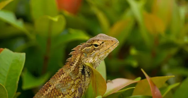 How to Keep Reptiles Out of Your Garden During the Monsoon?