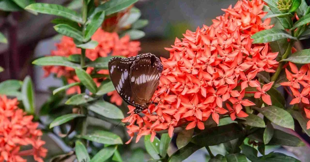 Turn Your Balcony Into a Butterfly Haven With These 5 Easy-to-Grow Plants