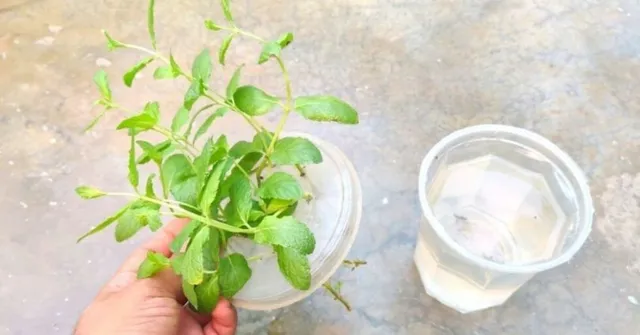 Grow Mint at Home