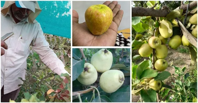 Apple farming in Kachchh