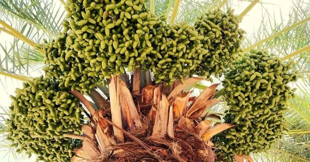 Date Farm