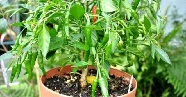 Grow Chilli