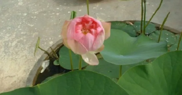 Lotus