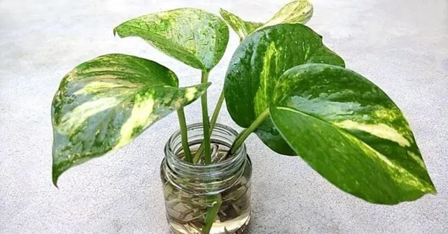 Money Plant