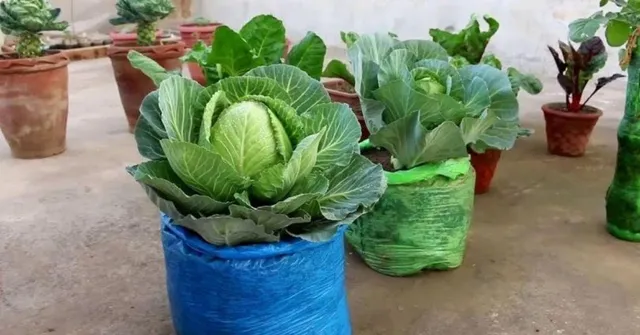 home grown vegetables