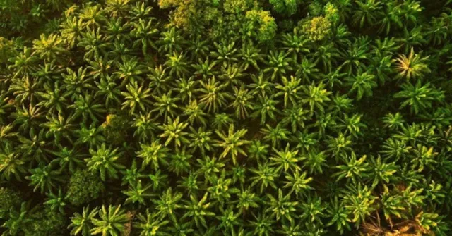 Palm