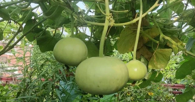 Grow Vegetables