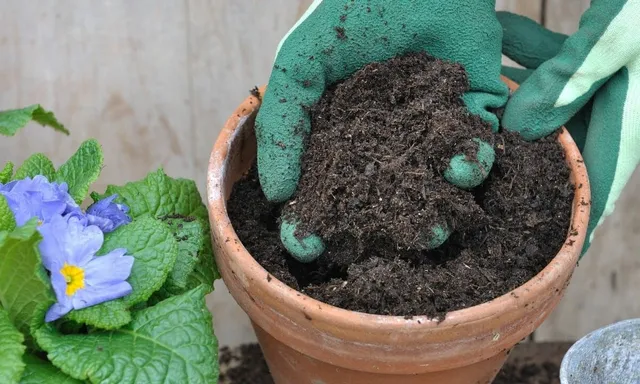 Potting Mix