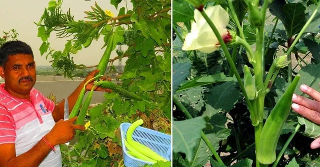 Summer vegetables