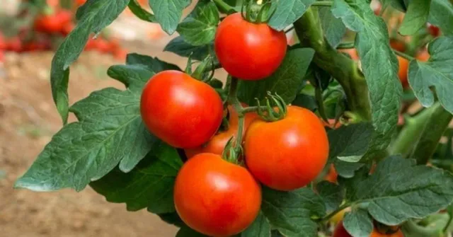 grow tomato