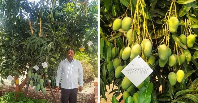 Mango Farming