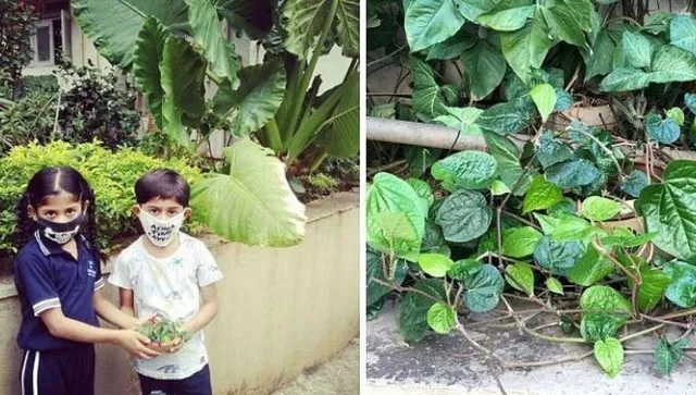 Urban Gardening